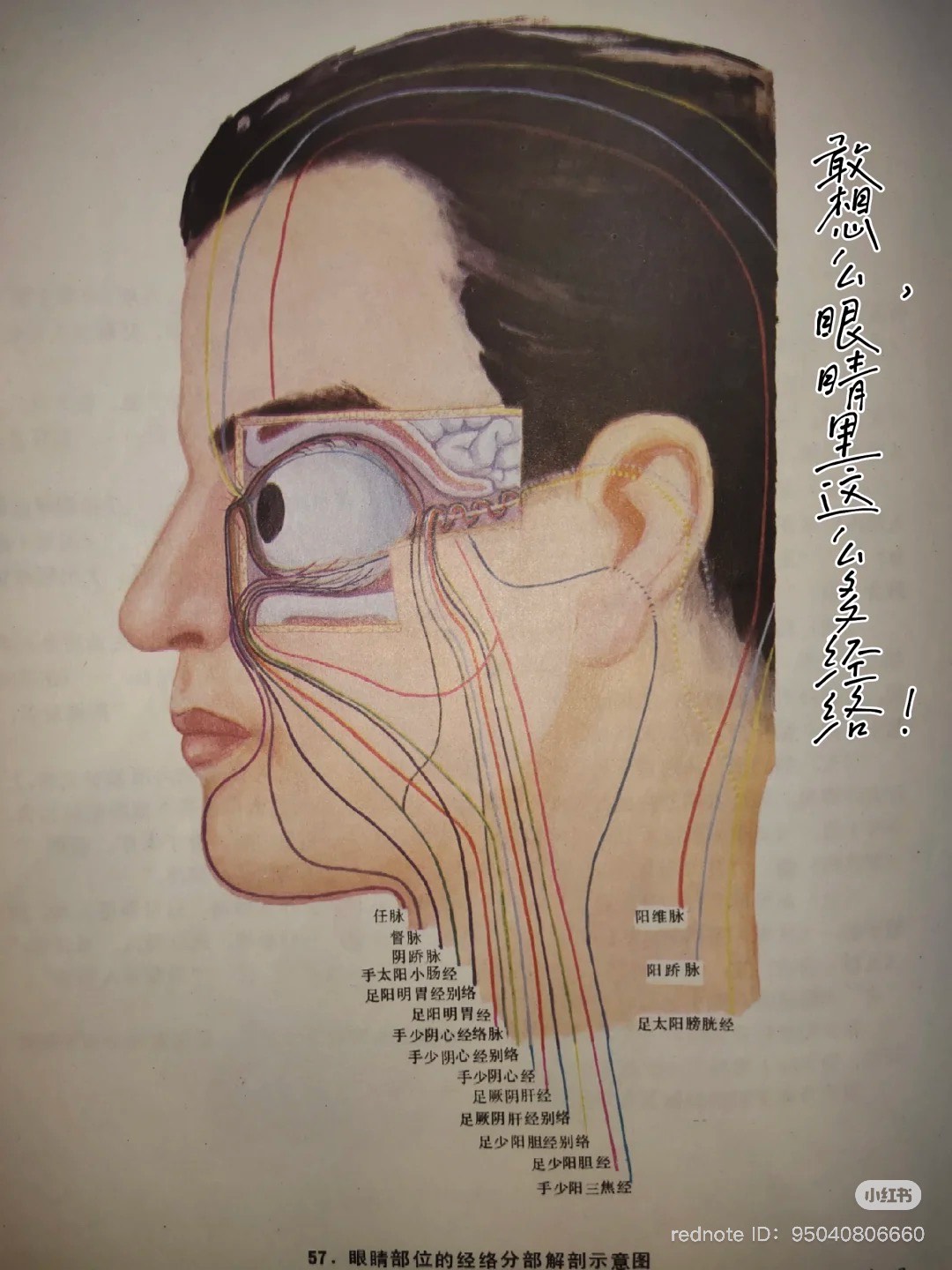 Speech Delay in Children: A TCM Perspective and Gentle Treatment Approach